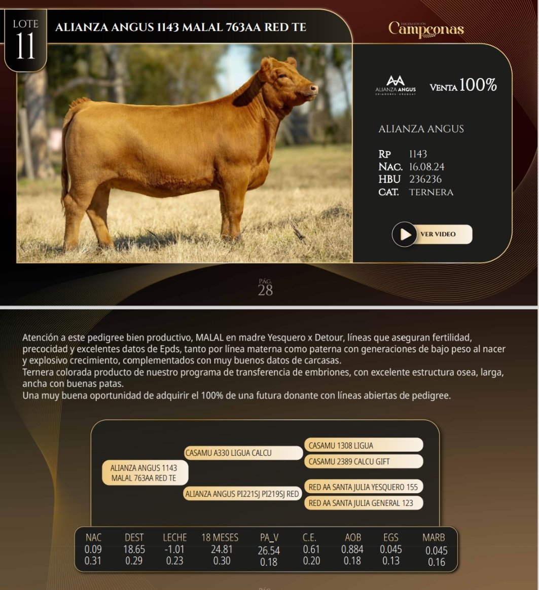 NUESTRA OFERTA PARA EL REMATE DE "CAMPEONAS" DEL PROXIMO DOMINGO 7 DE SETIEMBRE EN LA EXPO PRADO 2025!!

@zambranocia
@jfchiruchi 
@campocierto 
<a href="/AngusUruguay/">Angus Uruguay</a>
@elceibo_centro