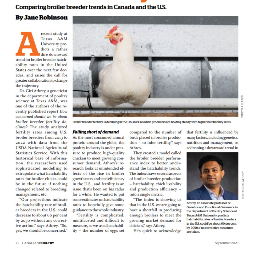 TAMUFaculty's tweet image. September is #NationalChickenMonth and - while the intention is to boost chicken sales - Texas A&amp;amp;M faculty like Professor Brett Meisinger and Dr. Giri Athrey are leading the charge in future poultry quality and production.

#Poultry #PoultryScience #TAMUFaculty #TexasAM