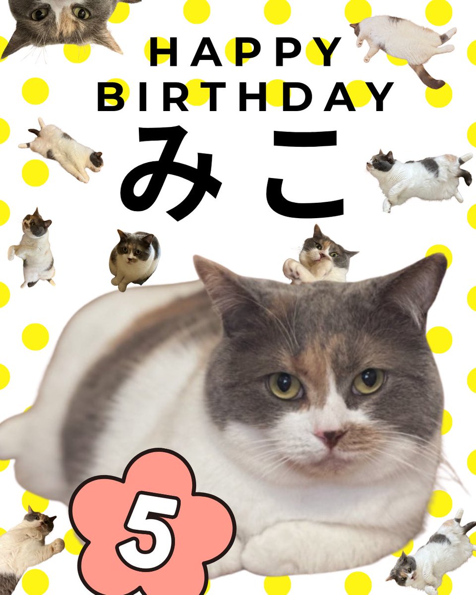 みこねこさん 金子みねこ Kaneko Mineko 🐈カネネコ・KaneNekoVtuber on X