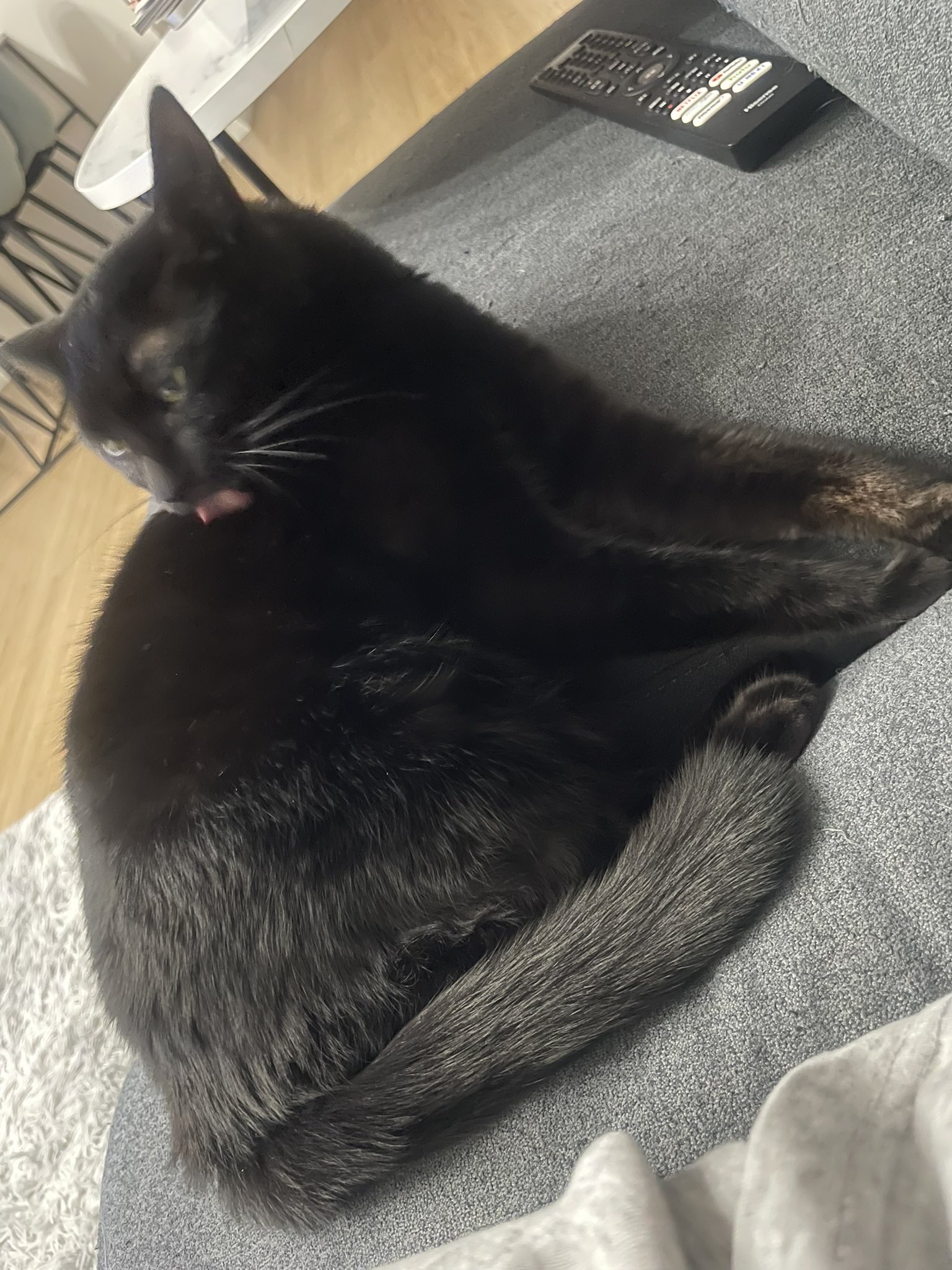 黒猫様 黒猫キングはきっと僕のことカモ | 雑種（ミックス猫