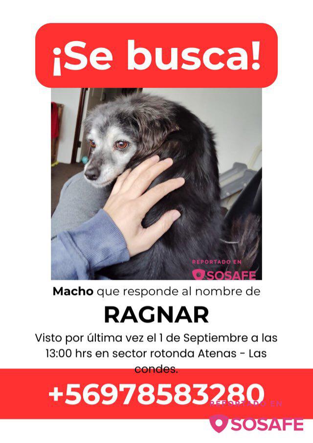 pablo_elteke's tweet photo. Seguimos buscándolo RT!! #ColoColo #Santiago #LasCondes #Mascota @chilevision #LamañanadeCHV #TopChefCHV @SOS_Animales https://t.co/5iiA04PRDs