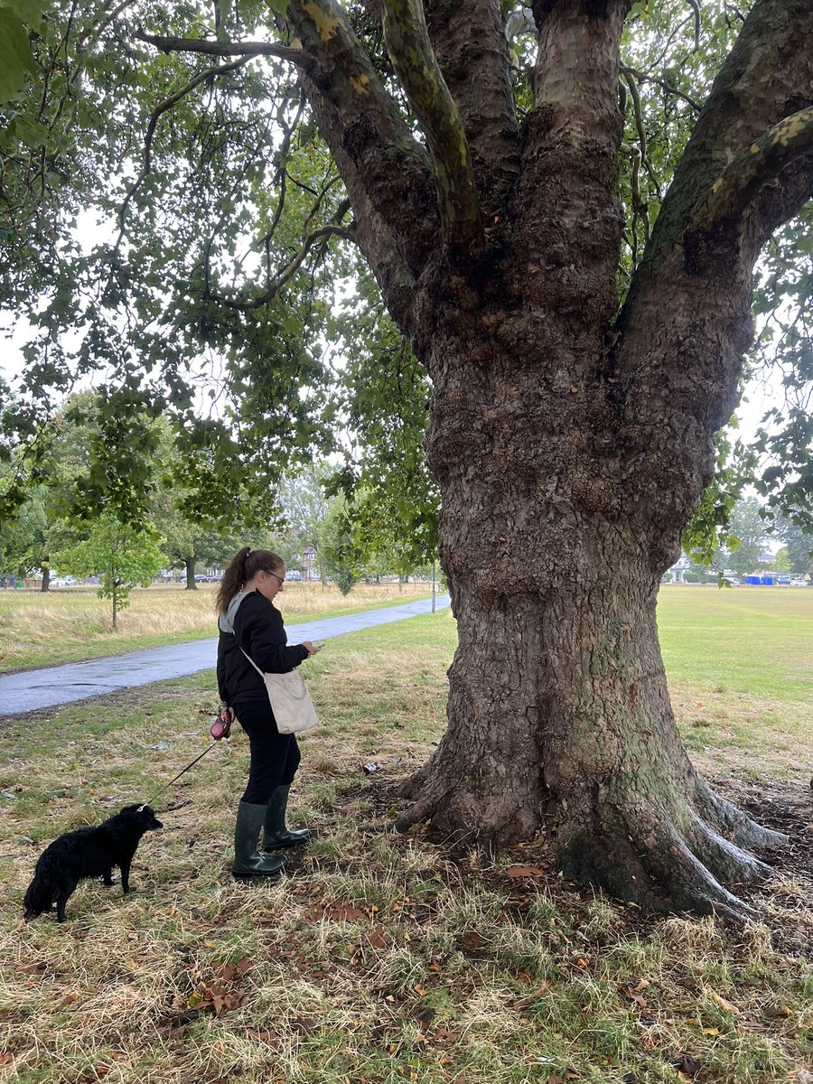 TiCLme's tweet image. Super pleased to join Laura @CPRELondon @goparkslondon creating a new #treetrail @Figges_Marsh @Merton_Council today in time for #WandleFortnight 13th-28th Sept @WandleForum  

You can see the trees on the trail @Figges_Marsh on the live map here:

ticl.me/friends-of-fig…