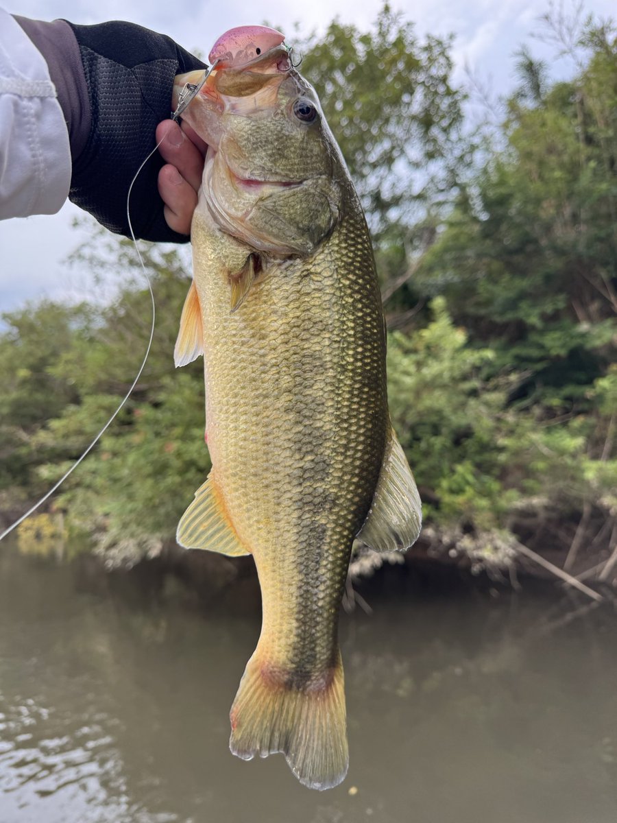 Ryo Sakurai【MPB LURES】【GRAVEL】 (@mpb_lures) / X