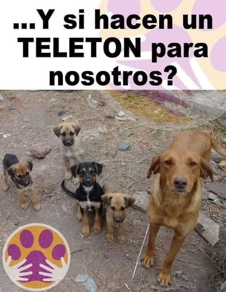 ¿Y si hacen un TELETÓN para nosotros?

Perritos en la calle,
gatitos en el frío,
vidas pequeñas que caminan con hambre,
miradas que suplican auxilio.

El mundo los ve,
pero finge no mirar.
Los políticos se llenan de promesas,
y los empresarios de aplausos fáciles.
Pero, ¿quién