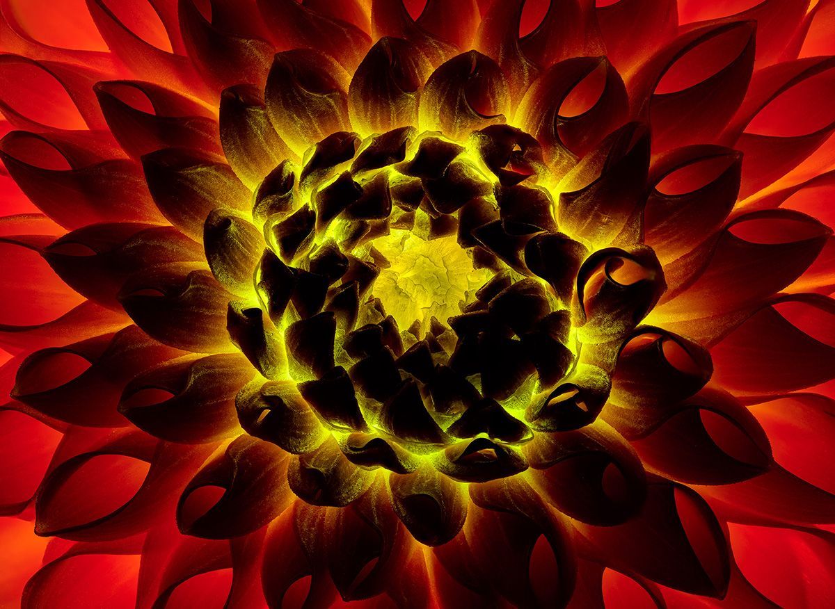 joeyterrill's tweet image. How big an impact does lighting make on the look of the same subject? Here are two images of the same flower—each illuminated in a completely different way.

Nikon Z 9  | Nikkor Z MC 105mm f/2.8 VR S @NikonUSA #NikonZ9 #NikkorZ #NikonPro #NikonAmbassador