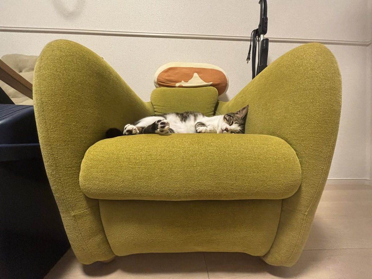 ZsanStars's tweet image. 今日もかわいい子