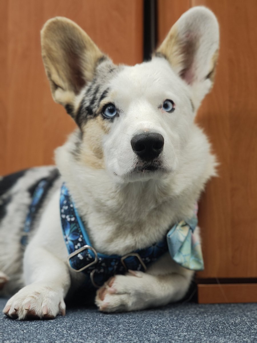 Pan domácí opět nechce jíst. Značku granulí měnit nebudeme, sedí jim hezky a je kvalitní, ale přemýšlím, jestli nezměnit příchuť - tuhle s jehněčím a kachním mají už dlooooouho, tak asi zkusíme rybu.
Posluhovat jeho veličenstvu je radost! ❤️

#MauiTheCorg  #PrincKrasoň