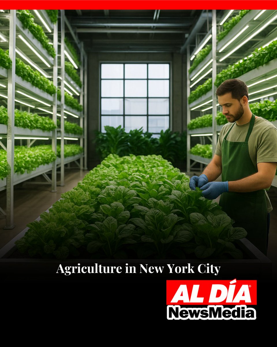 ALDIANews's tweet image. #AlDíaCulture l: 🌆🌱 New York 2025: technology meets nature as rooftops turn into urban farms feeding the city. The future grows upward! 👉 aldianews.com/en/culture/des… #UrbanFarming #NYC2025 #GreenFuture