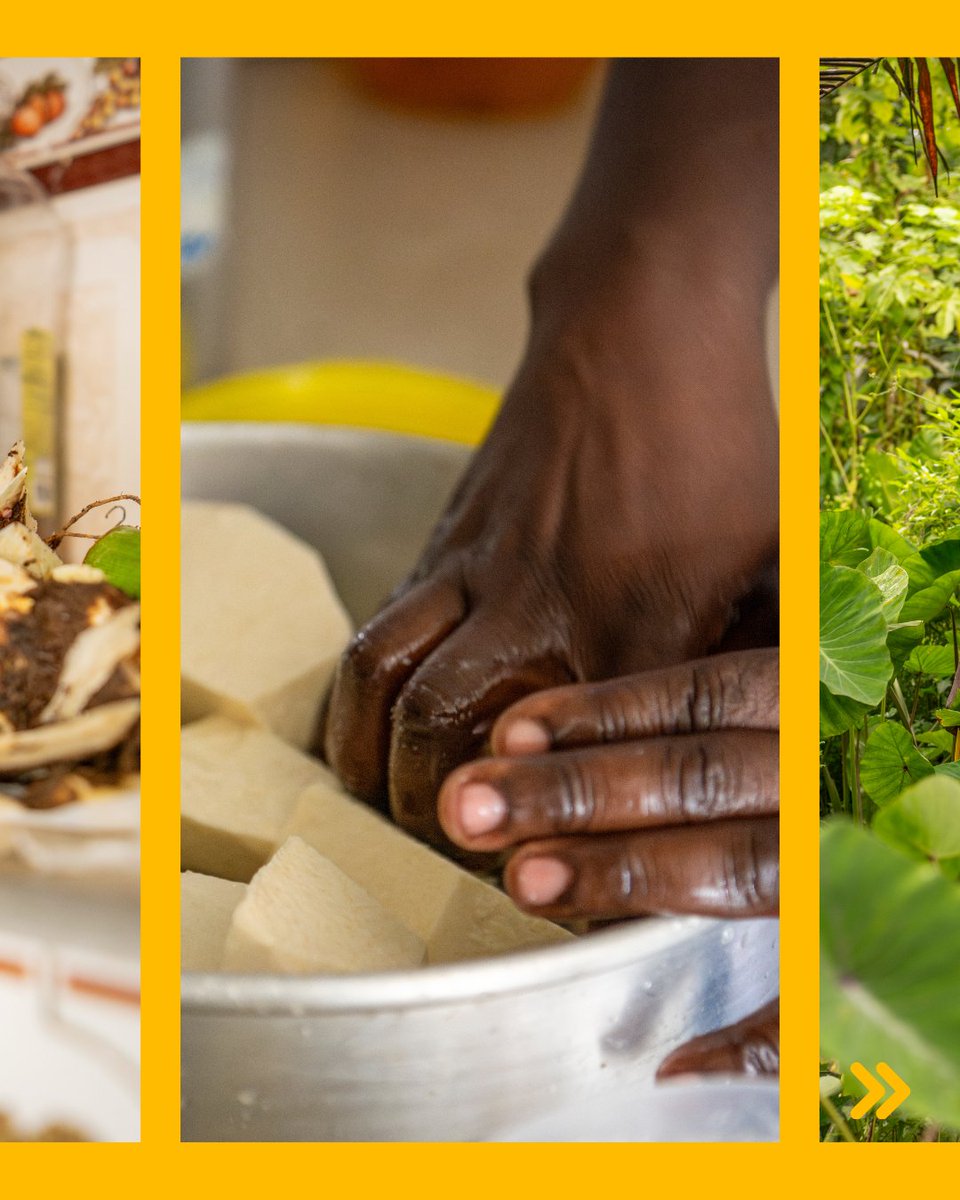ShareTheMealorg's tweet photo. #BeyondTheMeals 🌱 Meet Daira, a resilient Afro-Colombian farmer helping empower #papachina producers in Bajo Calima, #Colombia. 

A @WFP resilience project helps her, and other farmers and producers, to improve food marketing and preserve traditions 😊

📸 WFP/Giulio d'Adamo https://t.co/9DY2xdIE4x