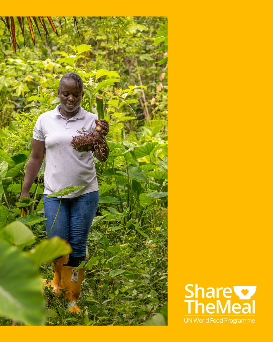 ShareTheMeal - UN World Food Programme (@sharethemealorg) on Twitter photo #BeyondTheMeals π± Meet Daira, a resilient Afro-Colombian farmer helping empower #papachina producers in Bajo Calima, #Colombia.
A <a href="/WFP/">World Food Programme</a> resilience project helps her, and other farmers and producers, to improve food marketing and preserve traditions π
πΈ WFP/Giulio d'Adamo #BeyondTheMeals π± Meet Daira, a resilient Afro-Colombian farmer helping empower #papachina producers in Bajo Calima, #Colombia.
A <a href="/WFP/">World Food Programme</a> resilience project helps her, and other farmers and producers, to improve food marketing and preserve traditions π
πΈ WFP/Giulio d'Adamo