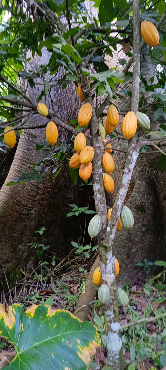 AbiluTangwa's tweet image. Guess what fruit this is?🍈🍋🍊 If you said mango,lemon, or orange, think again! This is actually a ripe cocoa pod—the source of chocolate! 🍫

Most people are surprised to learn that chocolate grows on trees and looks nothing like the final product. The beans are inside this…