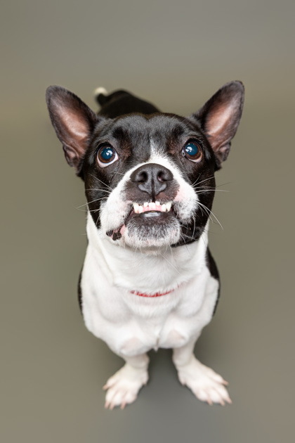 CHA Animal Shelter tweet media