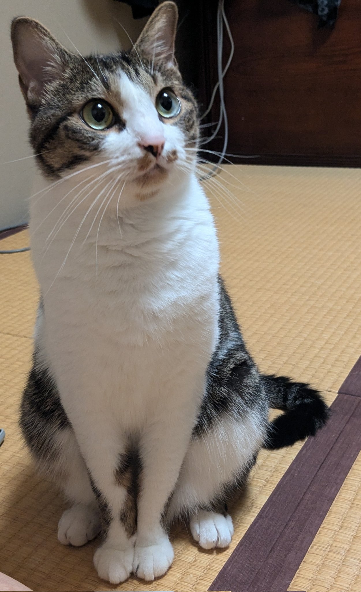 たま　ねこばば　帯なし 廃版 たま ねこばば 帯なし