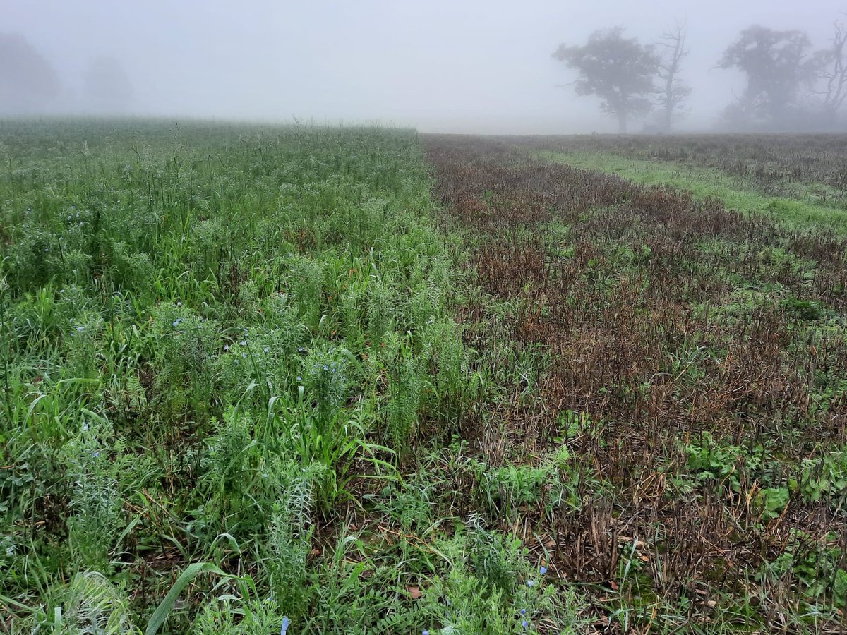 Cover crops are good for the soil!🌱🌾
Our UK trials found 53% increase in 🪱during cover cropping and 66% in the subsequent crop
and🕷️increased by 26%

Thanks <a href="/cpm_magazine/">CPM Magazine</a> for sharing our <a href="/SHOWCASE_H2020/">SHOWCASE_project</a> results! &amp; <a href="/TheGreenFarmCo1/">The Green Farm Collective</a> for a great conference
cpm-magazine.co.uk/events/researc…