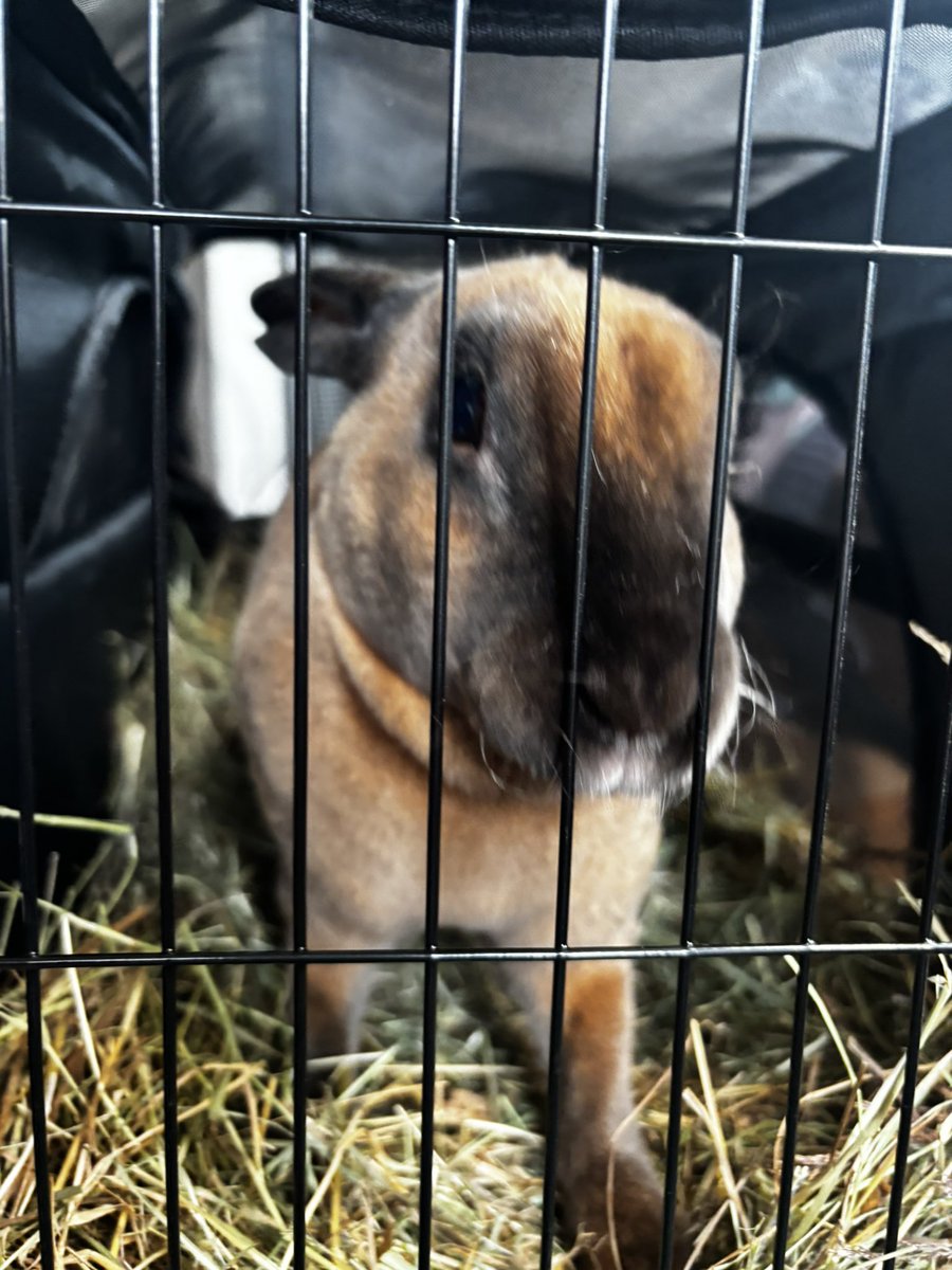 carrotcottagerr's tweet image. It’s my pleasure to introduce our first new intake, Graham! 

Graham is a little
Confused as he’s been locked up all morning but as you can see we’ve got him out on a bale! 
Soon he’ll be tucked up in bed recovering from his ordeal,  awaiting an explanation ❤️