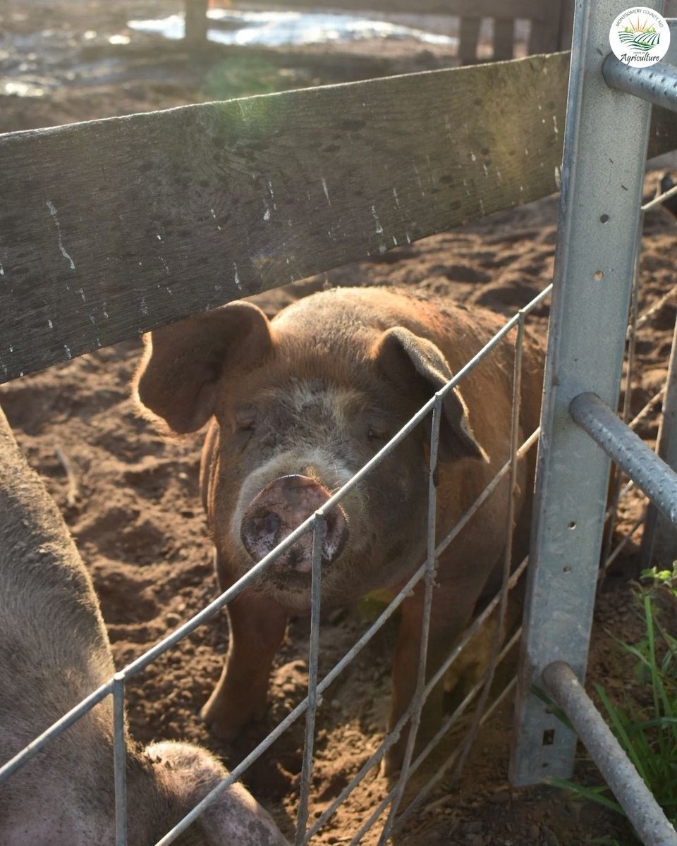 From mud to meals—pigs play an important role in sustainable farm life! 🐖
Many Montgomery County farms allow you to get up close and learn about these curious and intelligent animals.
#FarmAnimals #SustainableFarming #MoCoAg #KnowYourFarmer