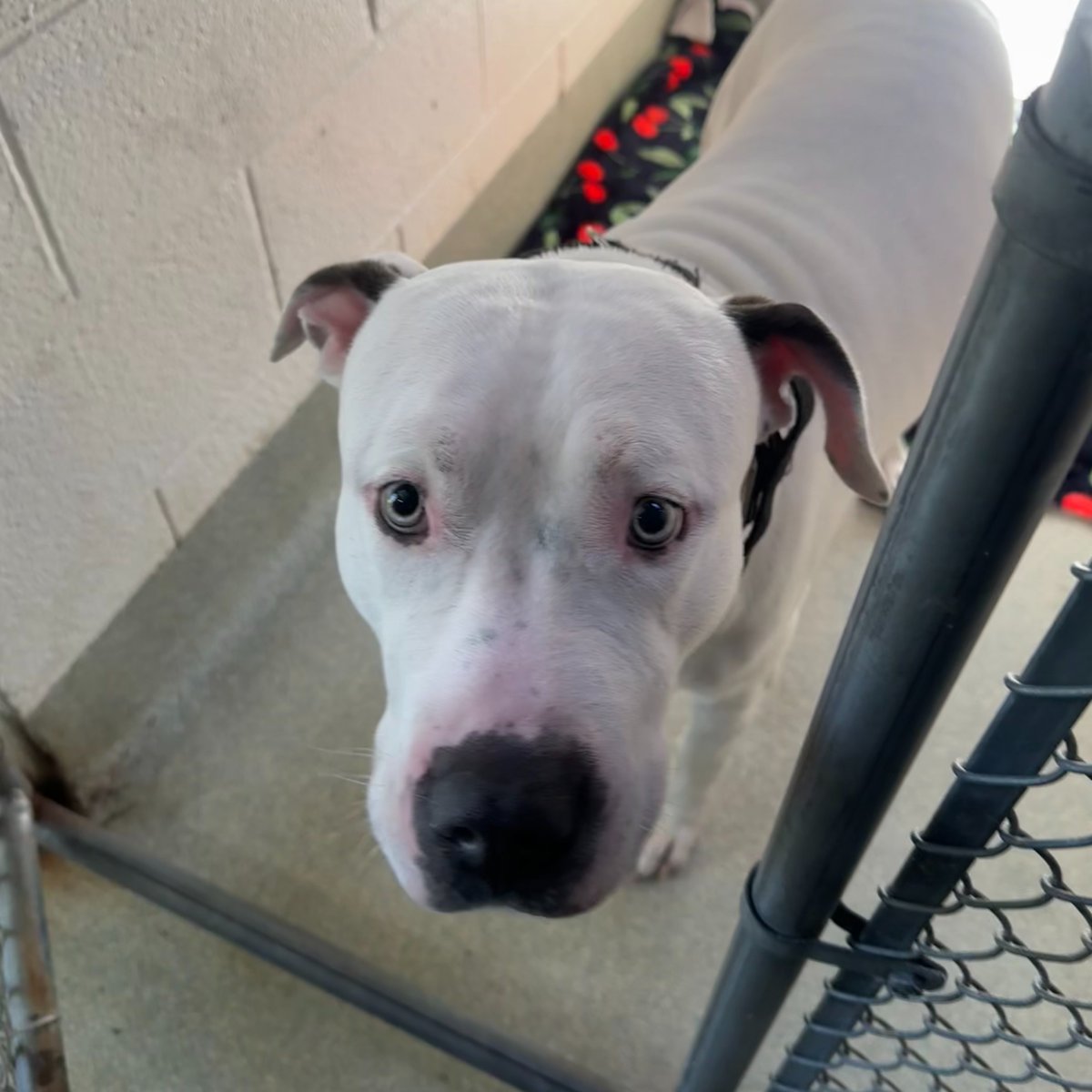 AlexAnimals's tweet photo. Found animals! If you have information about these animals or if one is your lost pet, email info@alexandriaanimals.org or call 703-746-4774. #alexanimals #alexandriava #foundanimals https://t.co/WgWBP66jsu