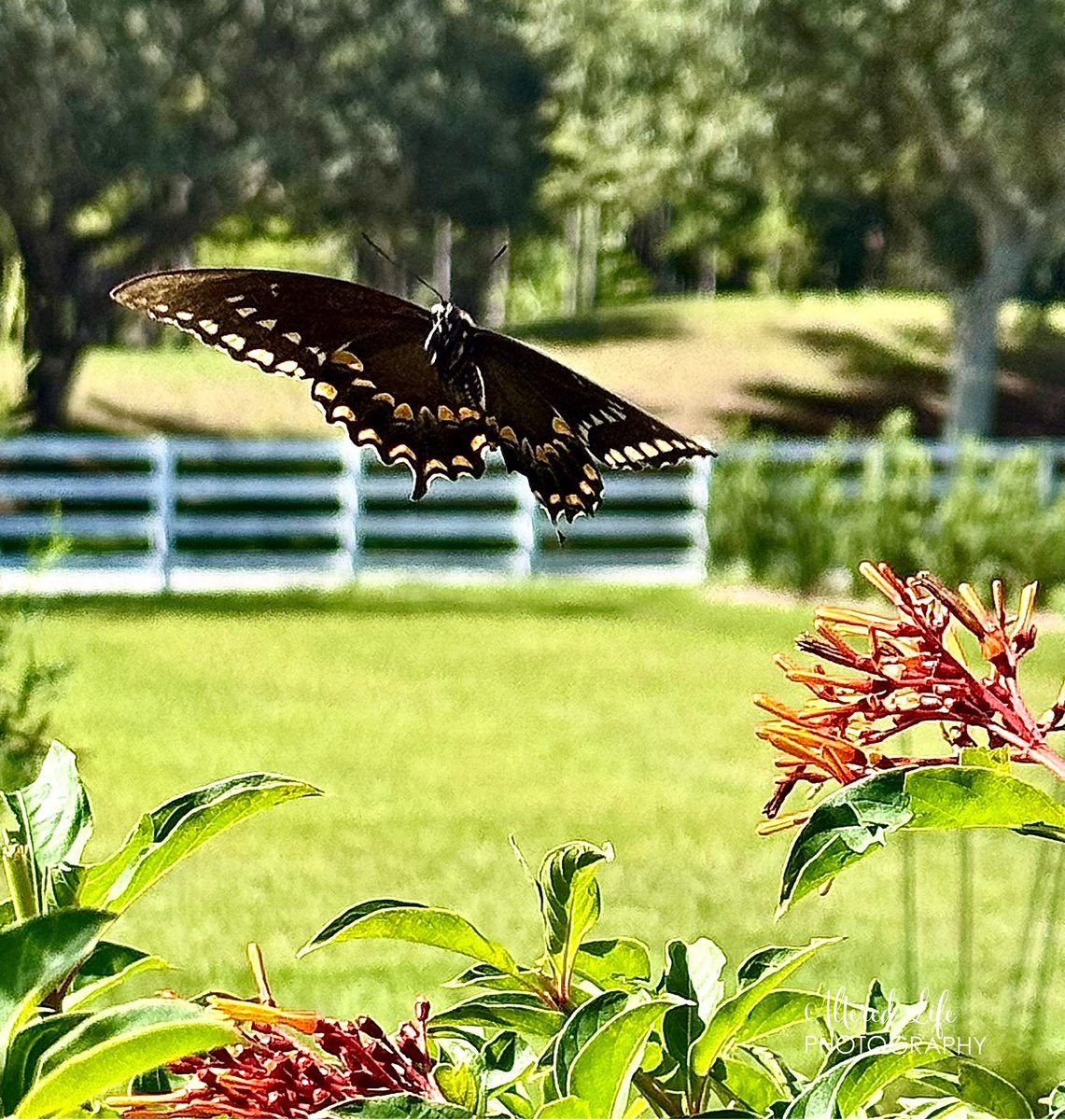 alteredlifephto's tweet photo. They say the best camera is the one you have with you! I've been tending to a friend's garden while she's away on summer break. Yesterday, a butterfly fluttered by while I was gardening, and I was lucky to snap this photo with my iPhone! https://t.co/XbADipmo58