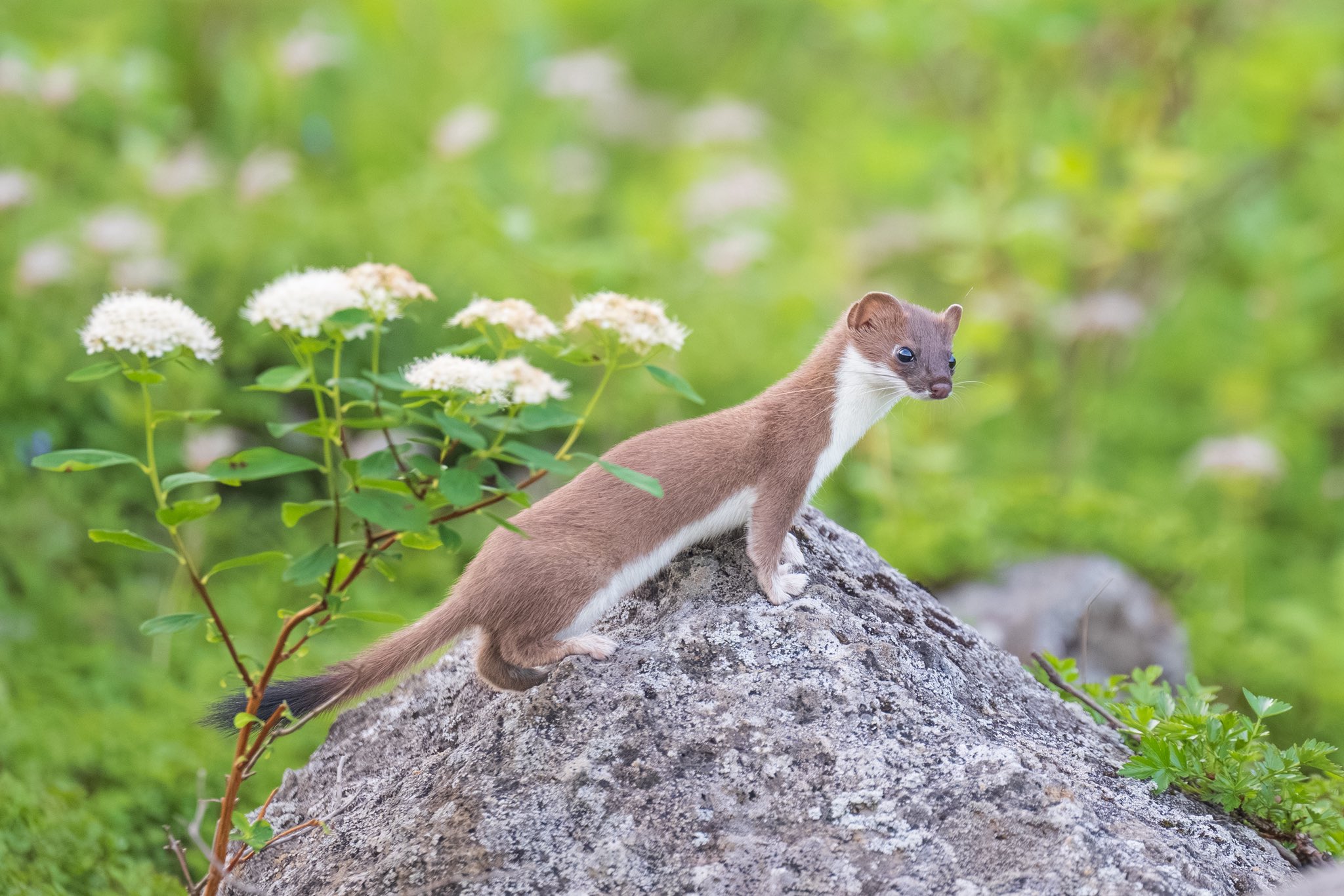 るいページ ベーシックスニーカー - ホワイト | ZARA Japan / 日本