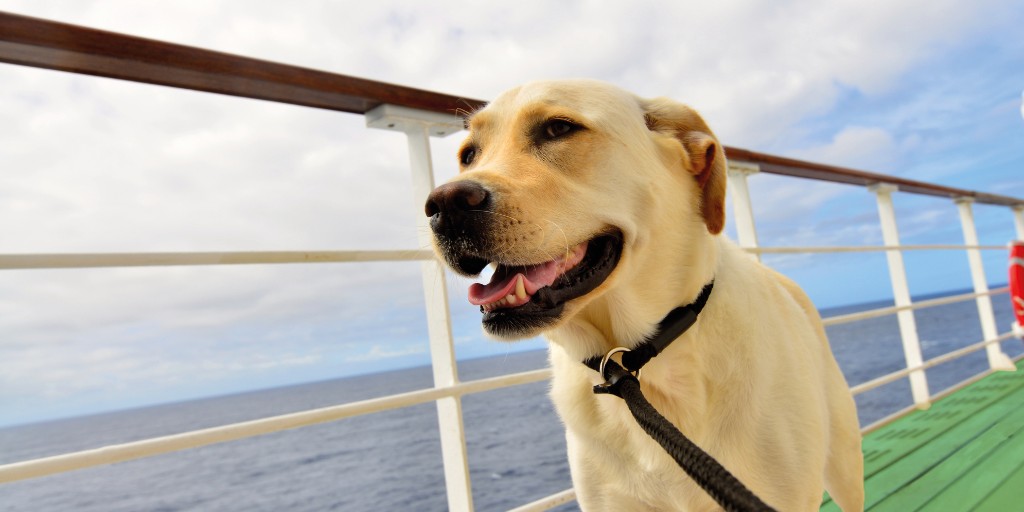 🐾 Pet travel update! Foot passengers on our Irish Sea routes no longer need a carrier if pets are on a secure lead. 

🐶 Restricted breeds/at-risk dogs must also wear a muzzle. 

Full details in our Pet FAQs. 

#IrishFerries #PetTravel

irishferries.com/PetTravel-Irel…