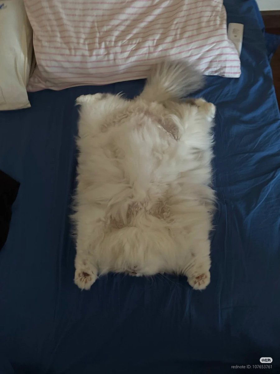 i am a carpet
