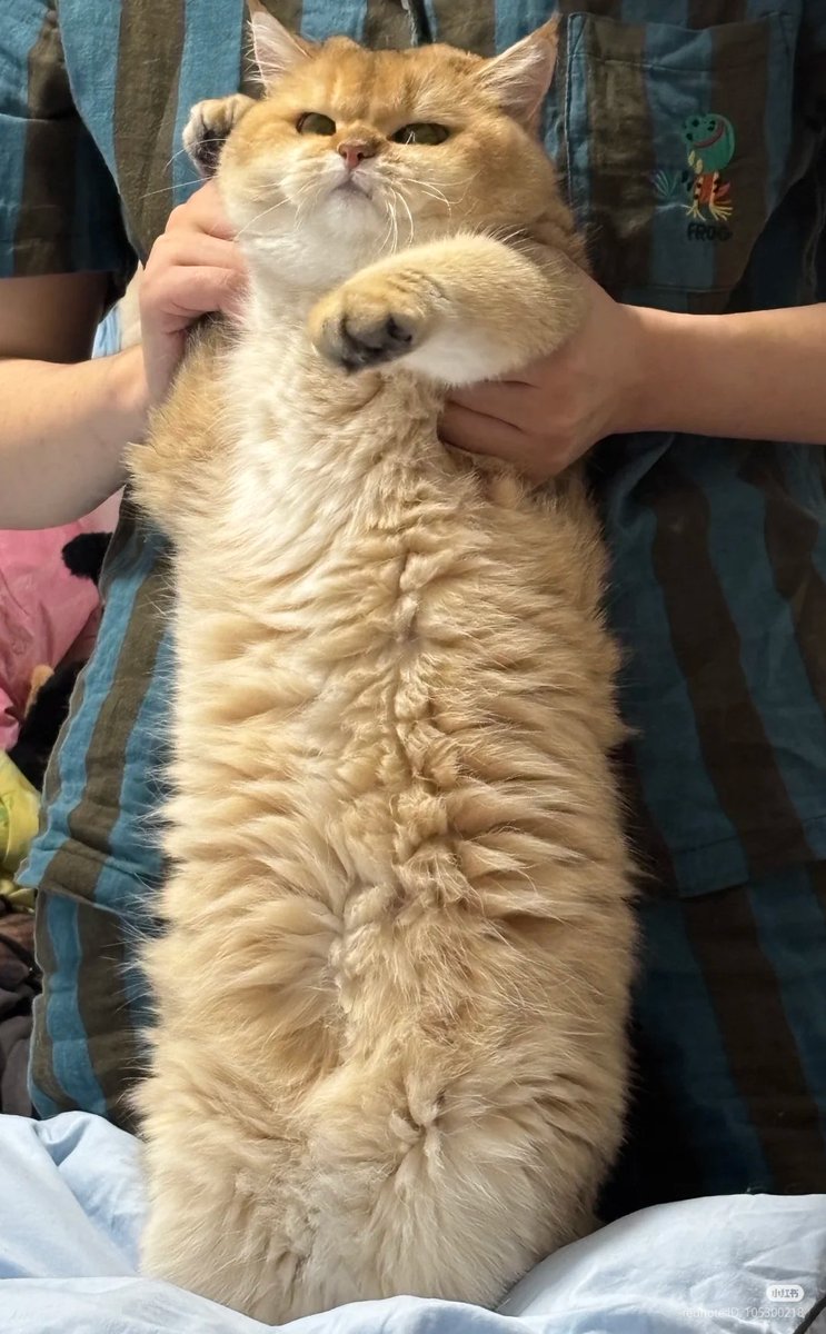 No Context Cats tweet media