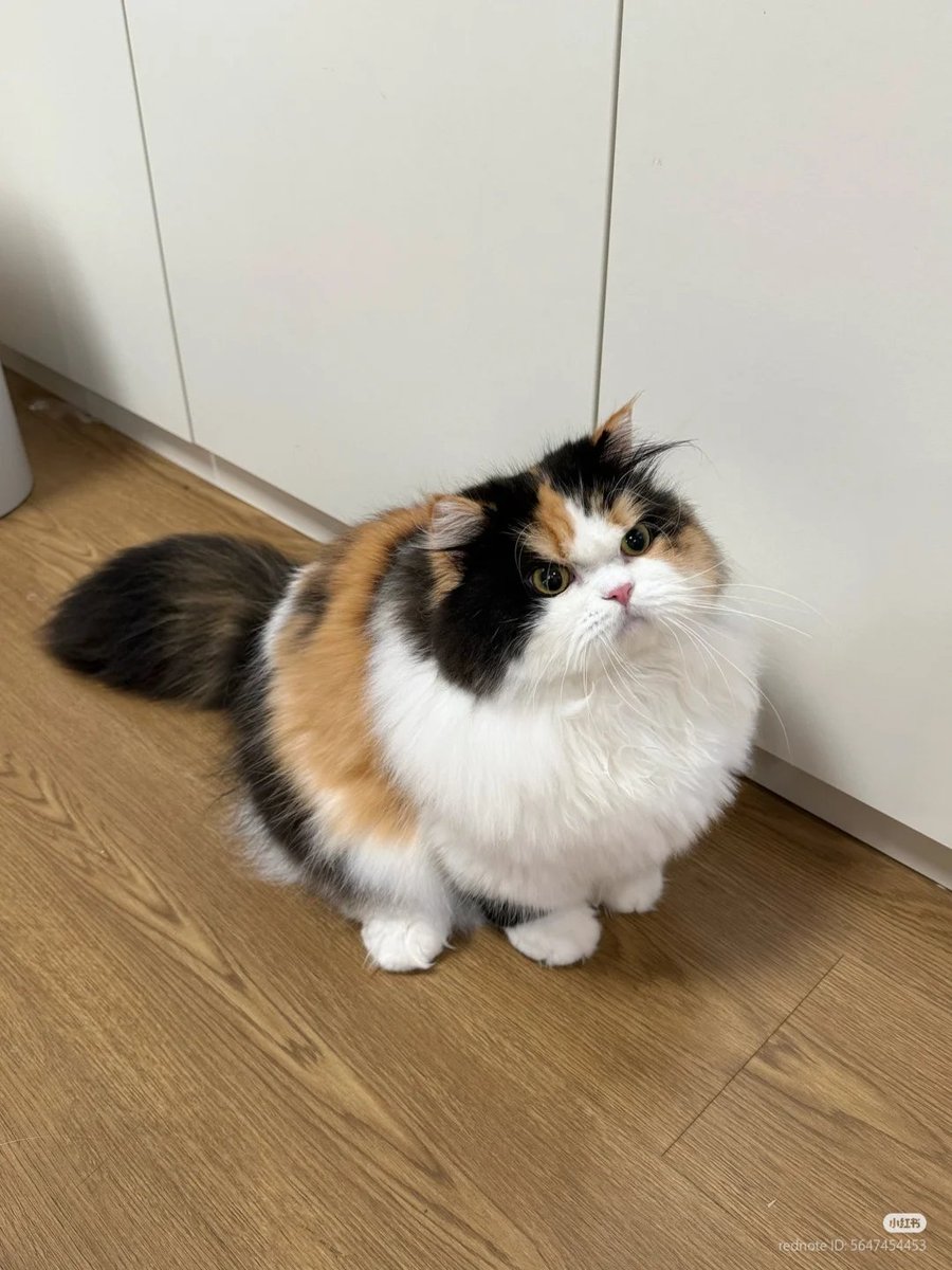 No Context Cats tweet media