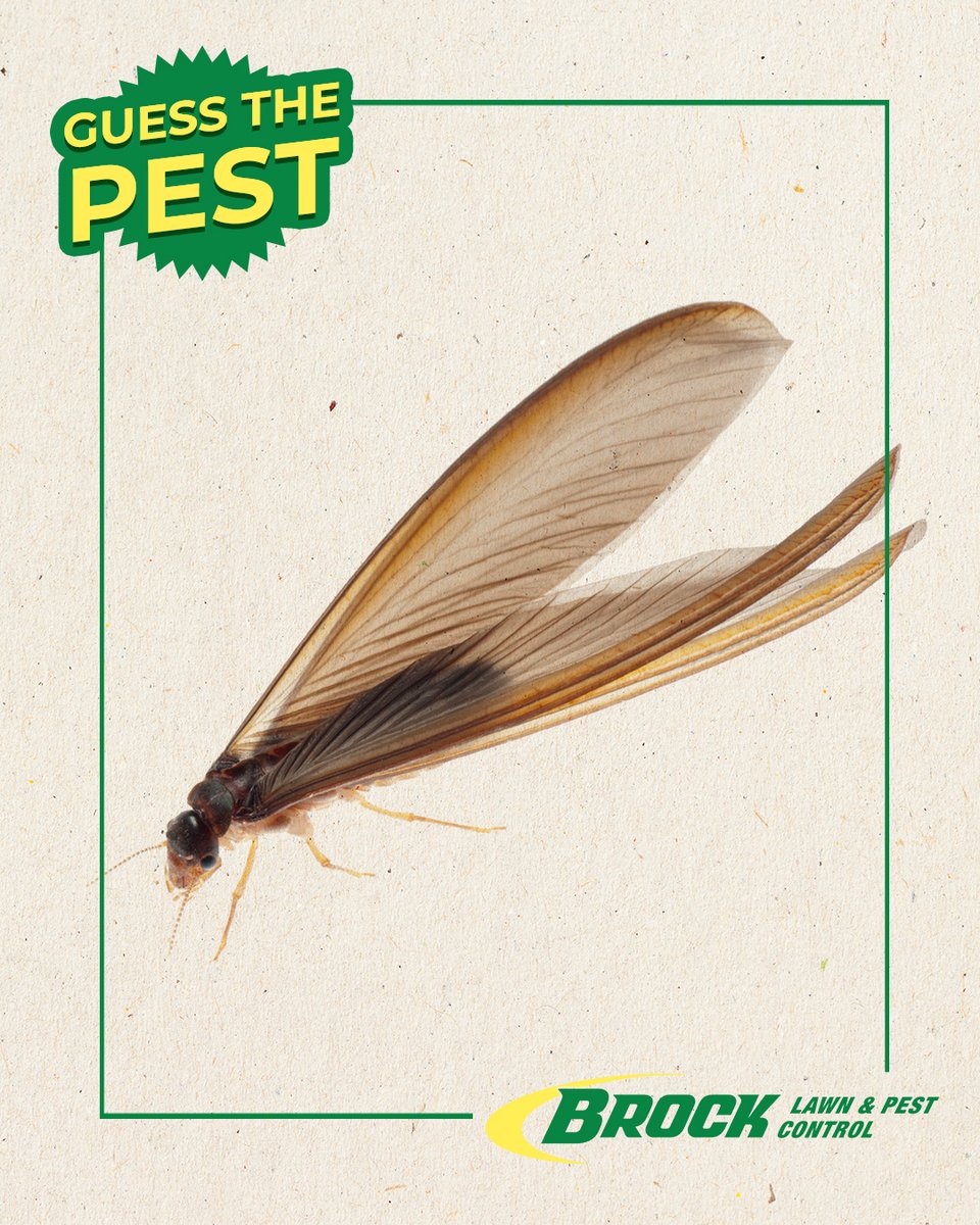 ❓Guess the Pest!
These winged insects might look like flying ants, but they’re actually [FILL IN THE BLANK]. 🏠 When you see them, it means a colony is nearby and looking to expand—right into your home!
👉 Drop your guess below.