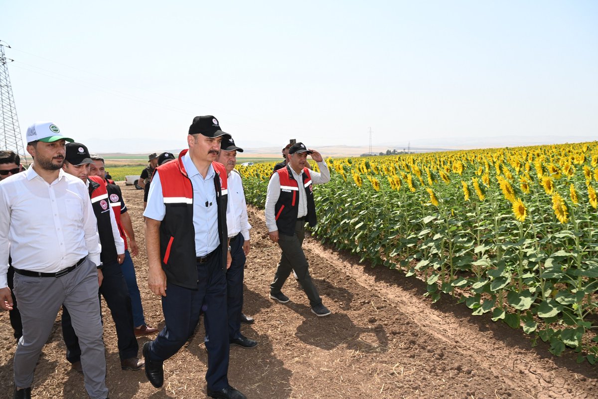 Batman’da,  İkinci Ürün Olarak Ayçiçeği Ekimi Yaygınlaşıyor

Valimiz Ekrem Canalp, İlimizde tarımsal verimliliği artırmak ve ikinci ürün ekimin yaygınlaştırmak amacıyla  “İkinci Ürün Yağlık Ayçiçeği Üretiminin Yaygınlaştırılması Projesi” kapsamında Kozluk İlçesi Günyayla Köyü’nde
