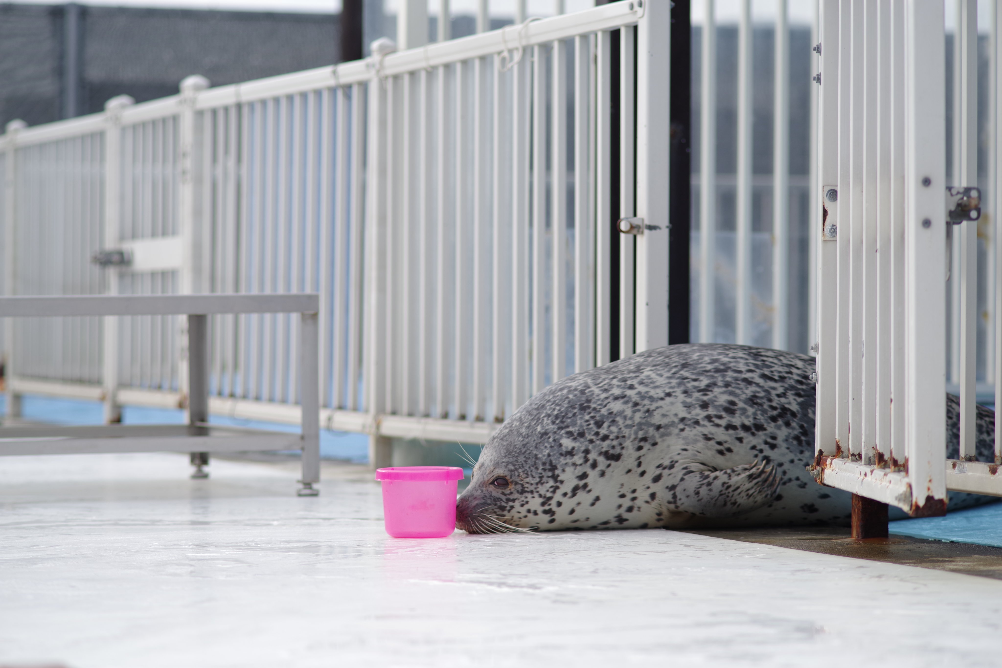 Fluorite（フローライト） on X: 