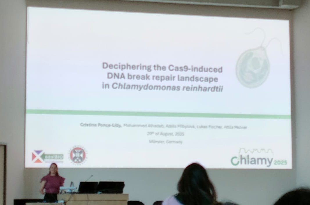 Just wrapped up my first Chlamydomonas meeting (#CHLAMY2025)! 🌱
Honored to present in the Novel Methodologies session on deciphering CRISPR-Cas9 repair mechanisms to improve precision genome editing in Chlamydomonas.
Inspired by the science &amp; this amazing community! 🚀

#CRISPR