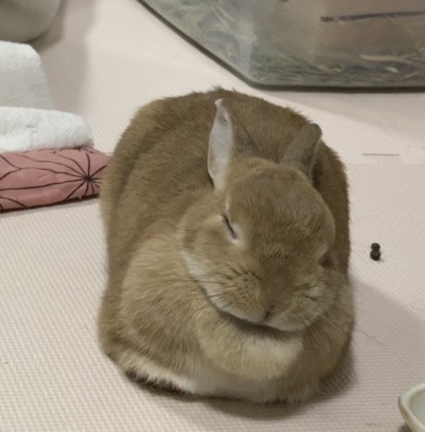 Bunnies (@bunnies) on Twitter photo 