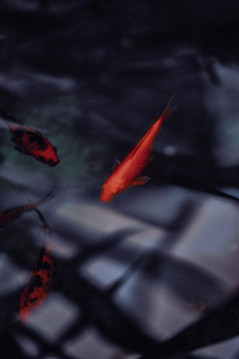 zorodaci51283's tweet image. Just added a new koi to my pond!��Its vibrant red scales glow under the sunlight. Watching these beauties swim is pure zen. Tip: Keep water temp stable for happy fish!��#KoiKeeping #AquariumLife #FishHobby