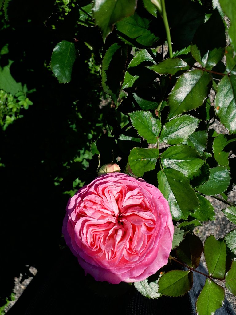 Nisa (@nisamonchu) on Twitter photo 