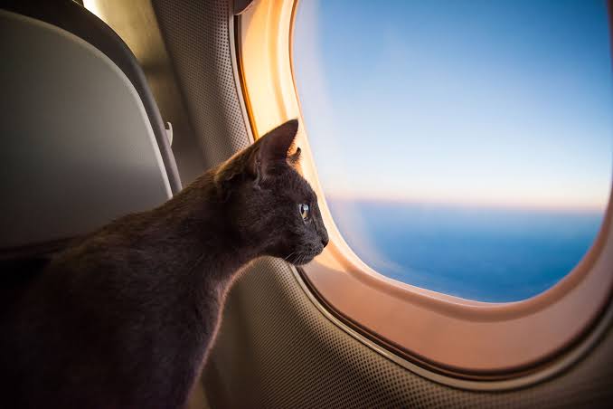 Tiofelino's tweet photo. Si te regalaran un viaje a cualquier parte del mundo con la condición que solo puedes ir con tu gatito ¿A dónde irías? 🌎🐱🐾 https://t.co/n9dl1dqGkP