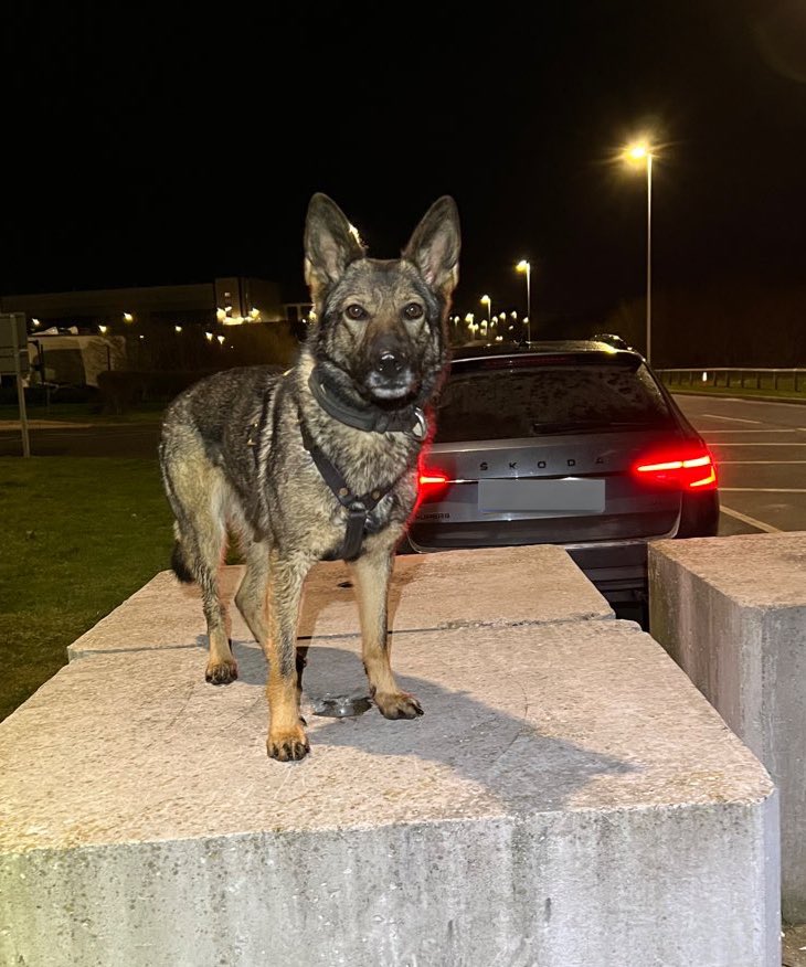 Warwickshire Police Dog Section tweet media