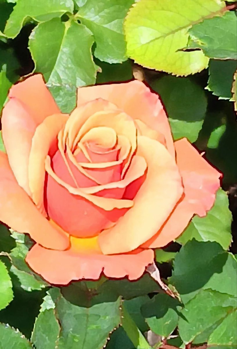 Rose Wednesday peach