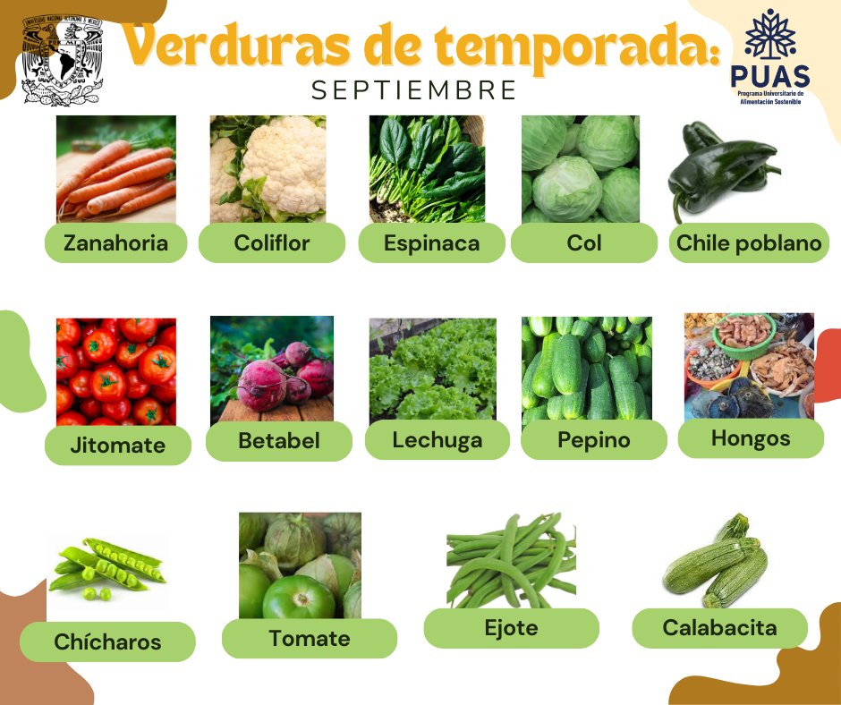 puasunam's tweet image. En septiembre éstas son las verduras de temporada, consumirlas vuelve tu dieta sostenible, pues son: económicas, asequibles, accesibles y ¡deliciosas!
#AlimentacionSostenible #AlimentaciónSostenibleUNAM #PUAS