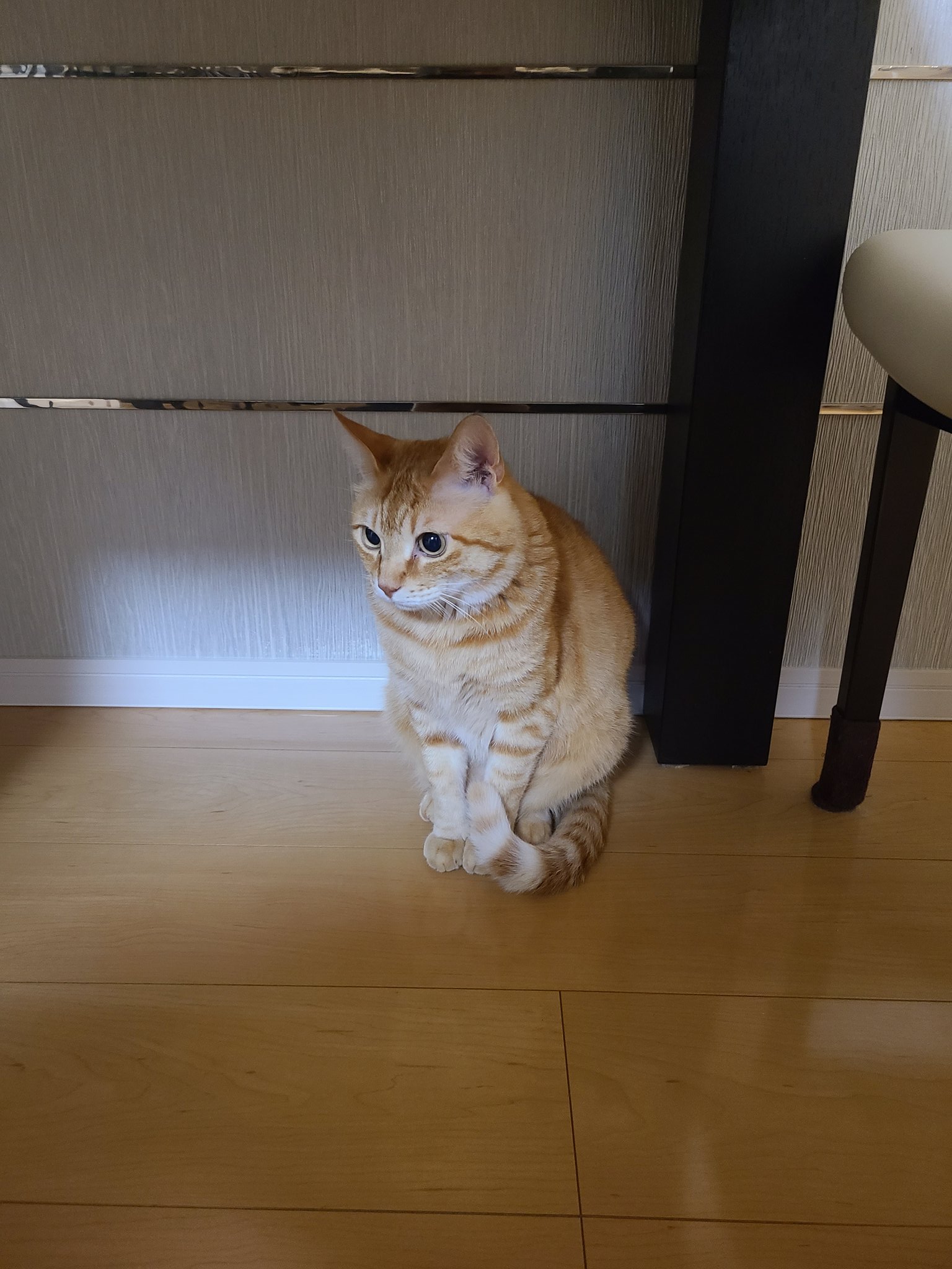 縞川すゐか🍉 on X: 