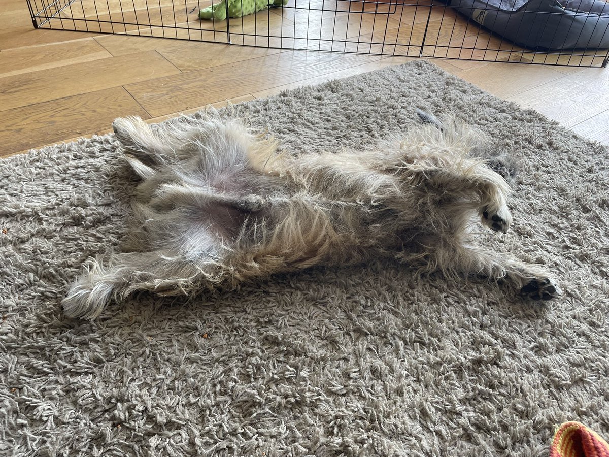 The pup I declared yesterday could not self settle…. He’s out for the count for the first time all on his own! 😂 💤 #cairnterrier #cairnterrierpuppy #puppyclub