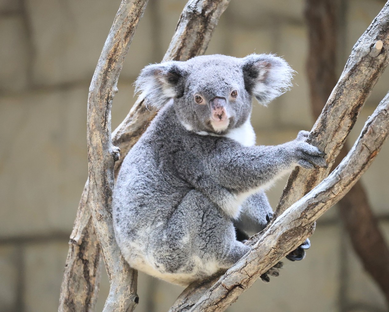 日本画　絵画　岩絵具　人物　東山動植物園　コアラ　女の子　パネル　B1サイズ パネル展 東山のコアラたち | 今日は誰と会えるかな だいたい