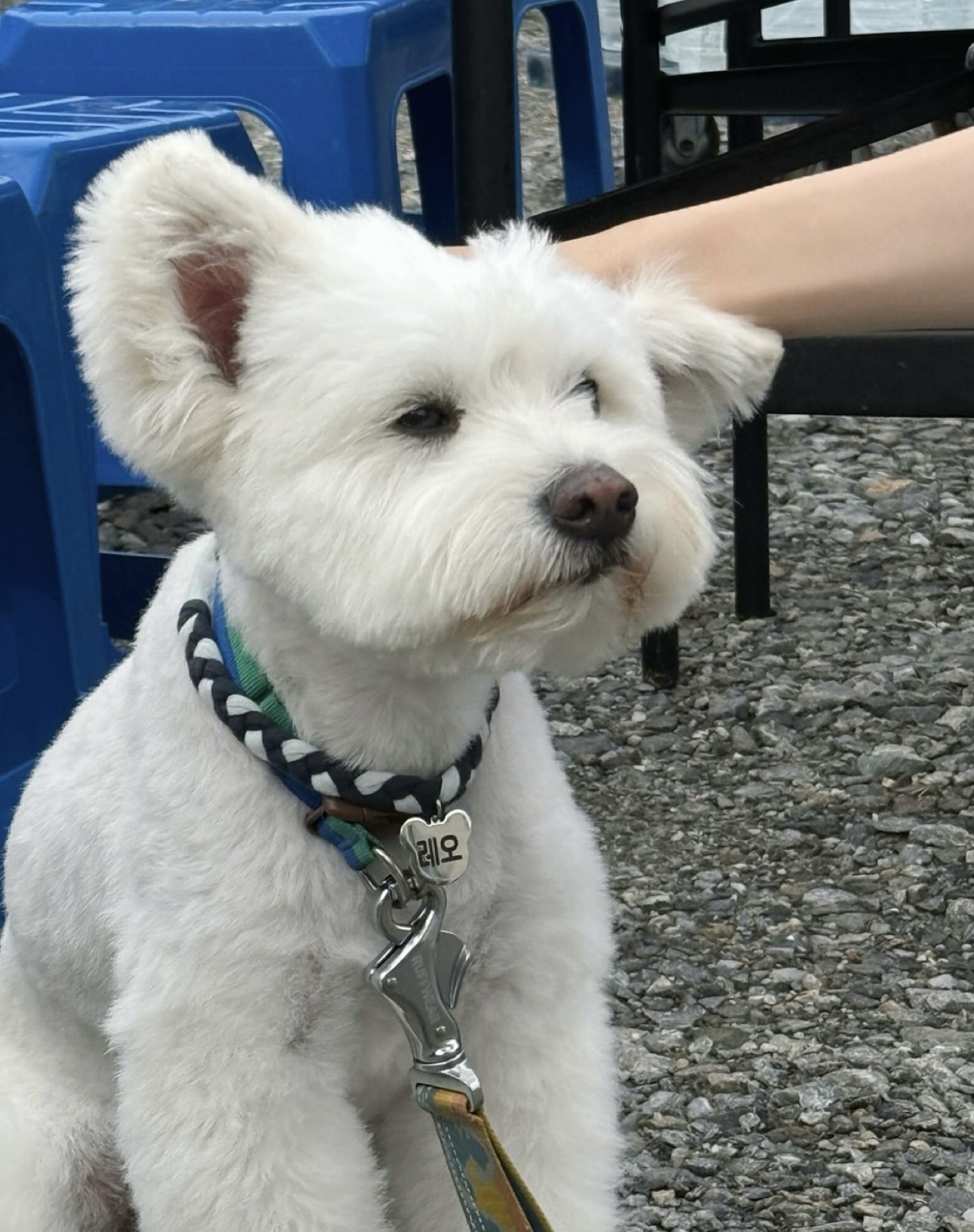 レオ様　3点おまとめ☺︎ ALL STAR US LEOPARD OX / オールスター US レパード OX