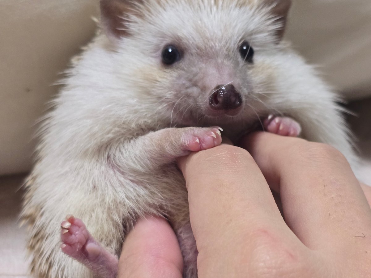 천재 고슴도치 𝕄𝕆ℕ𝔾𝕃𝔼 (@hg_the_genius) on Twitter photo 