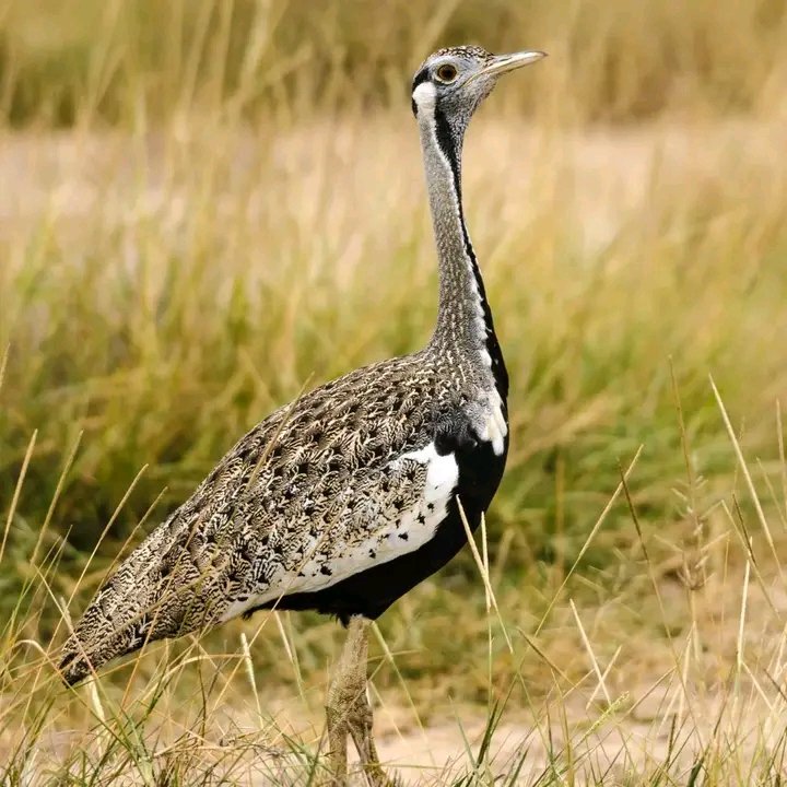 Black-bellied bustard is an African ground-dwelling in the bustard family also referred to as the black-bellied Korhaan. Famous for its courtship displays, a male retracts his head to his back while giving a short rising wheezy whistle zhweeeee
#primateholidays #birdsofafrica