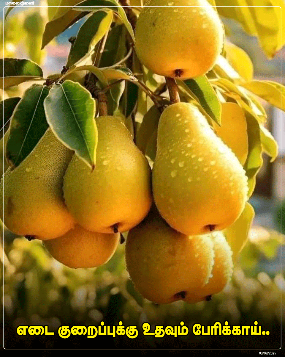 maalaimalar's tweet photo. மேலும் படிக்க :
https://t.co/Tzoq4ADmQU
#WeightLoss #WeightLossTips #HealthyEating #HealthTips #Nutrition #Pears #FruitsForHealth #Wellness #DietTips #Fitness #MMnews #Maalaimalar https://t.co/Y63XcmpLtn
