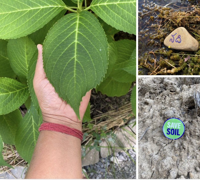 munagala_radha's tweet image. celebrating birth of 
yesterdays glory
todays life 
tomorrow a better day
#ProjectGreenHands
#RallyForRivers
#SaveSoil