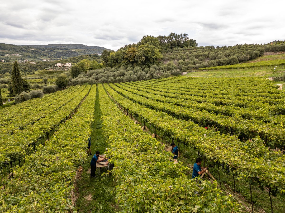 Masi Wines tweet media