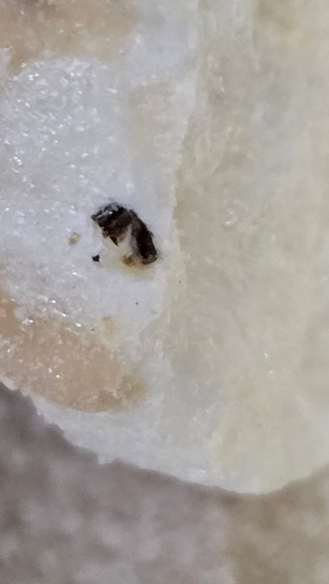 southeastshorty's tweet photo. Any #entomologist out there wants to weigh in and tell me what kind of bug is on my @drizzilicious snack https://t.co/J8rnn4QXwu