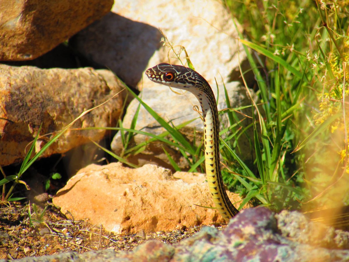 CA State Parks tweet media