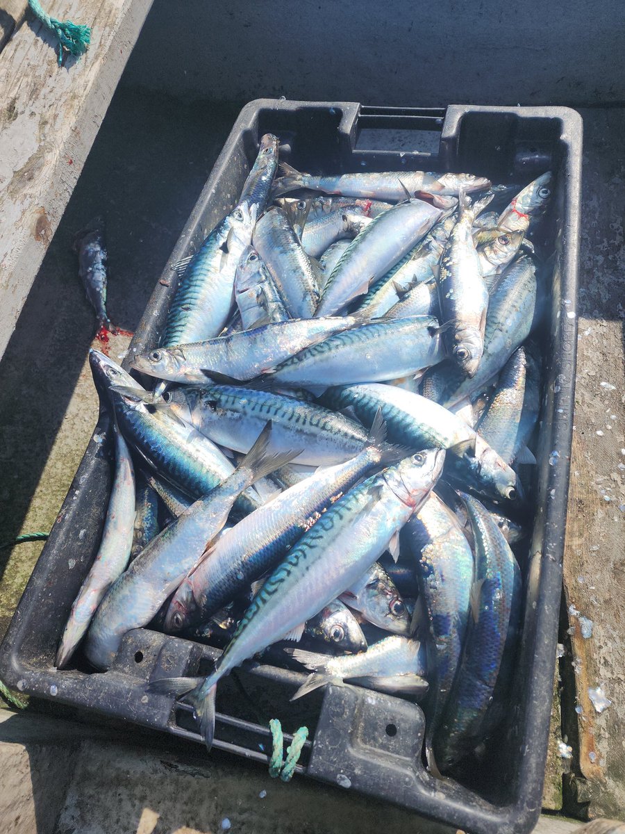 When my buddies are waiting at the net, you know you gotta go.🐟🦤